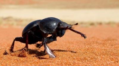 Dung beetle (c) Jochen Smolka