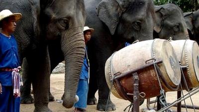 Elephants with their instruments