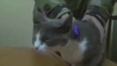 Moldova cannabis-smuggling cat