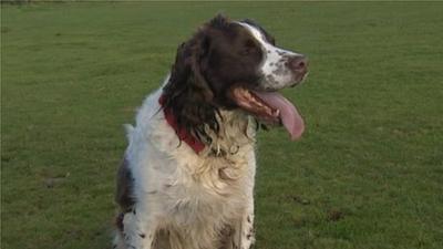 Former IED sniffer dog Sunny