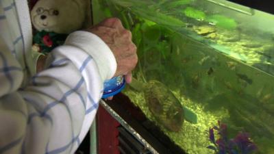 Elderly man feeding fish in tank