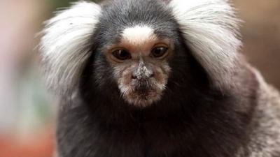 Marmoset (c) Leszek Leszczynski