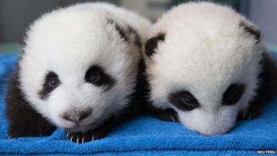 Panda twin cubs at Atlanta zoo