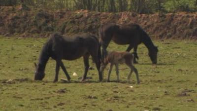 Horses grazing in field