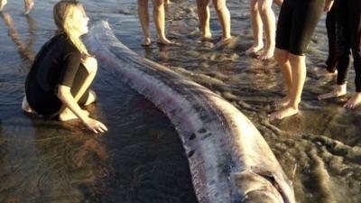 An oarfish washed up on the beach in Oceanside