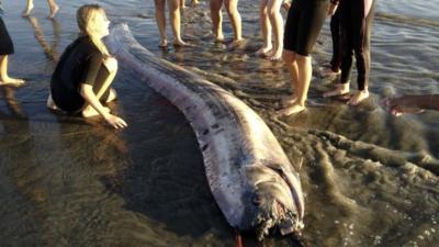 An oarfish that washed up on the beach near Oceanside