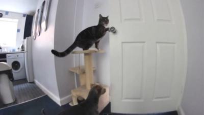 Dexter the cat opens a door for his canine friend