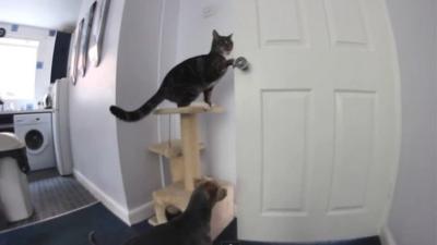 Dexter the cat opens a door for his dog friend