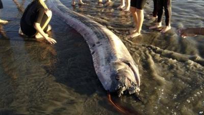 An oarfish