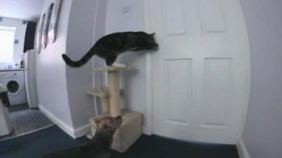 Cat opening a kitchen door