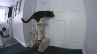 Cat opening a kitchen door