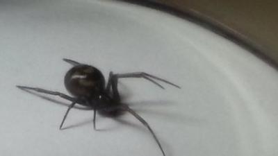 False widow spider