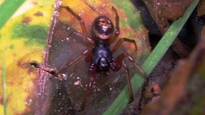 A false widow spider