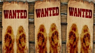 Wanted poster with monkeys