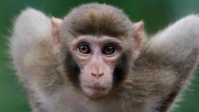 A macaque monkey