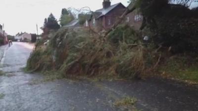 Trees have been brought down in Wiltshire