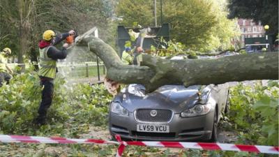 Fallen tree on a car