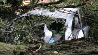 Car crushed under tree