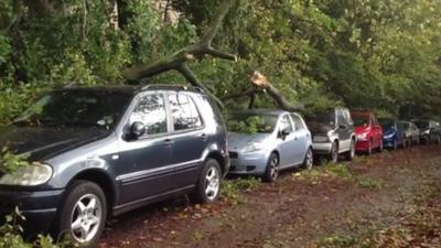 Branches from a tree fell onto parked cars below