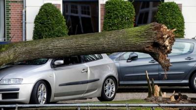 A tree that has fallen on a car in Amsterdam