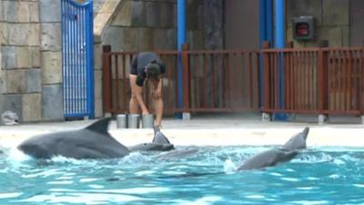 Dolphins at Singapore's Marine Life Park