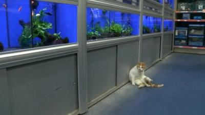 Graham the cat near the fish tanks