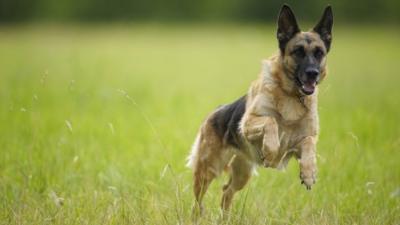 Dog leaping in tall grass