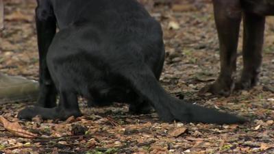 A black Labrador wagging its tail