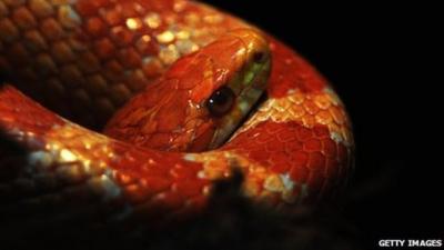 Corn snake