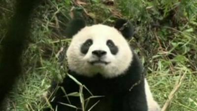 Panda