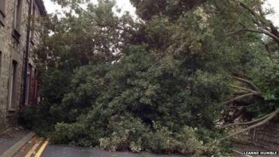 Fallen tree in Bridgend