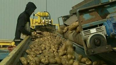 Person sorting potatoes