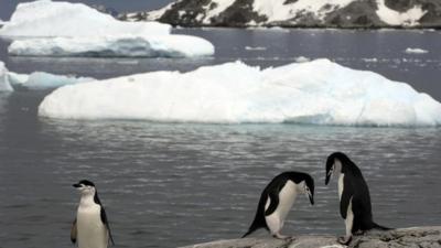 Gentoo penguins