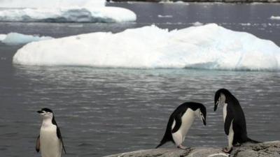 Gentoo penguins