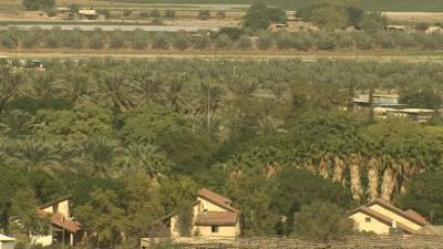 Date palm plantations in the Jordan Valley