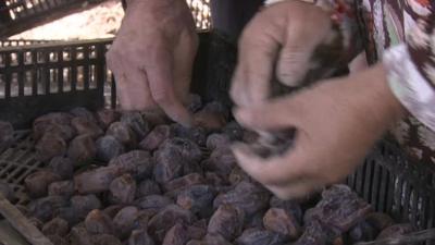 Workers sorting through dates