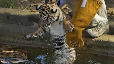 Tiger cub being put into the moat