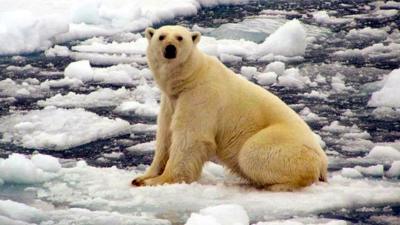A polar in the Arctic Barents Sea region