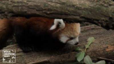 Red panda