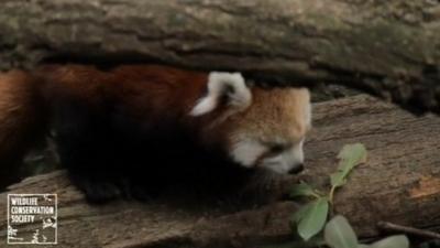 Red panda