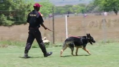 Dog with trainer