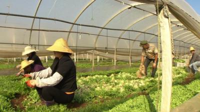 Chinese farmers