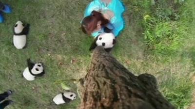 A camera up a tree looks down on the baby pandas