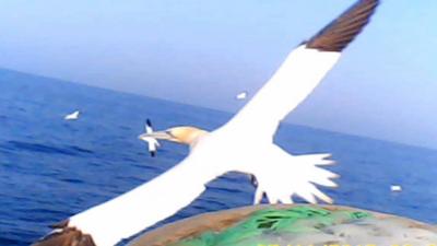 Gannet in flight