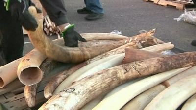 Workers stockpiling ivory to be destroyed in crushers