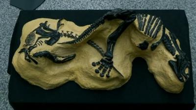 Two fossilised dinosaur skeletons