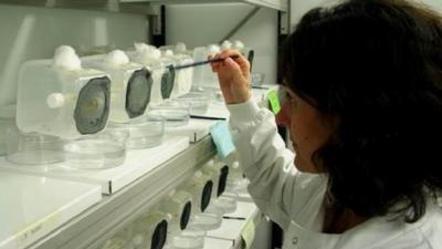 Researcher Martha Koukidou in the olive fly 'rearing room' at Oxitec