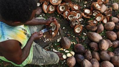 Man cutting coconuts