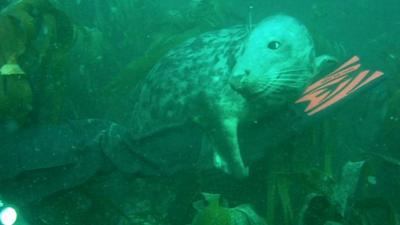 A seal