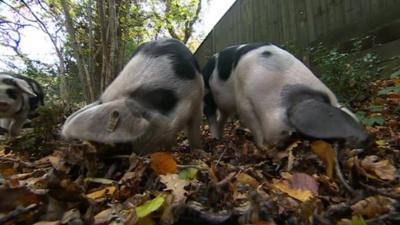 Pigs in the New Forest